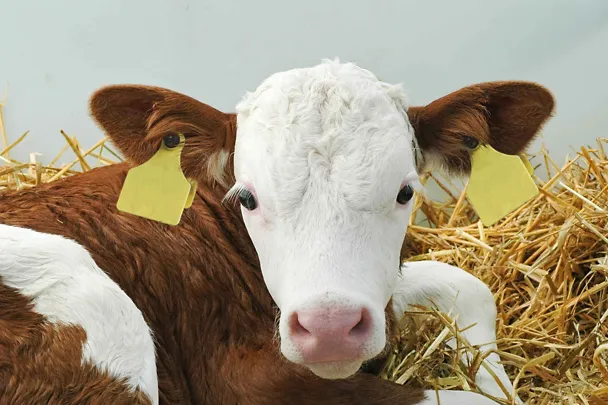 Kalb im Stroh