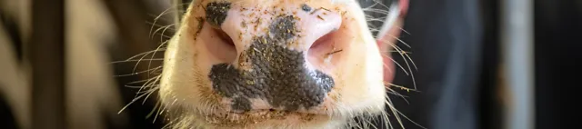 Prim plan al gurii vitelor