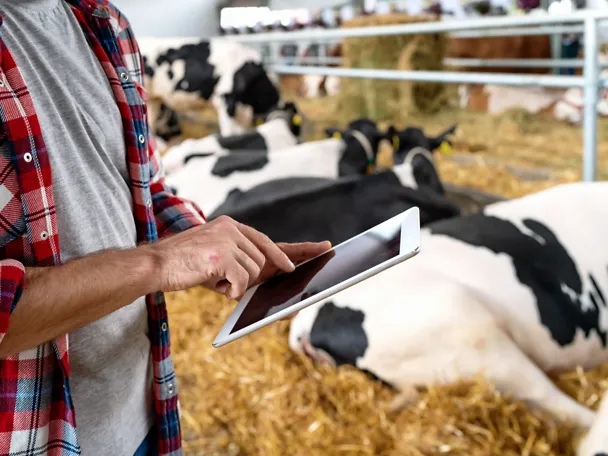 News & Media Mann mit Tablet im Kuhstall
