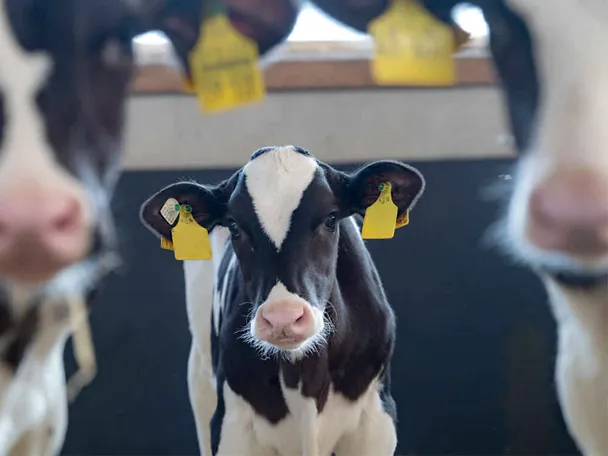 Kalb im Kälberstall zwischen zwei anderen Kälbern