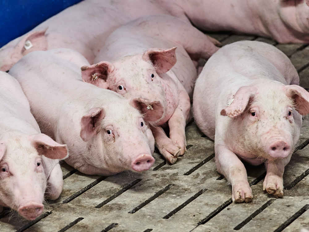 Schweine Schweine