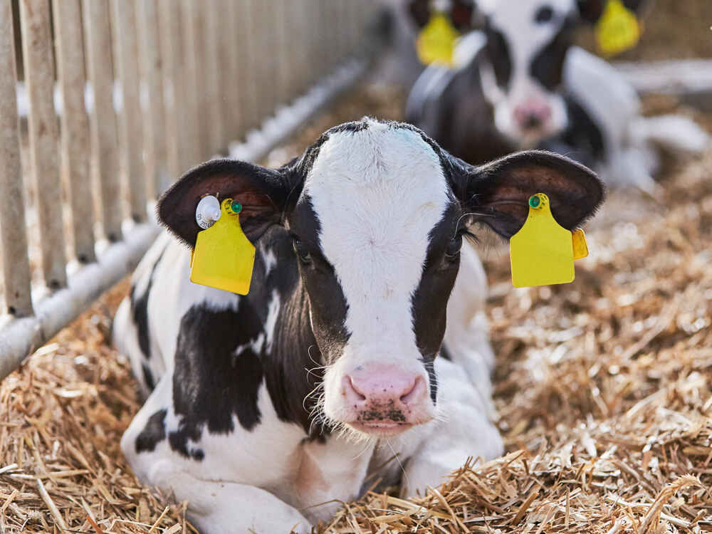 Kalb im Stroh Kalb im Stroh