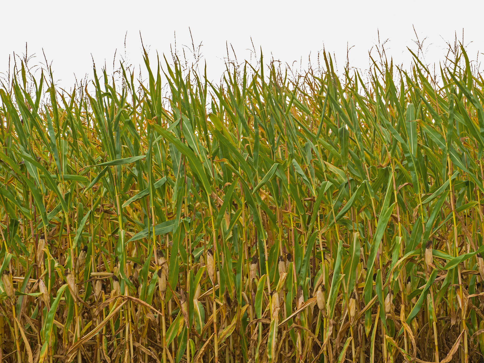 Trockengeschädigter Mais