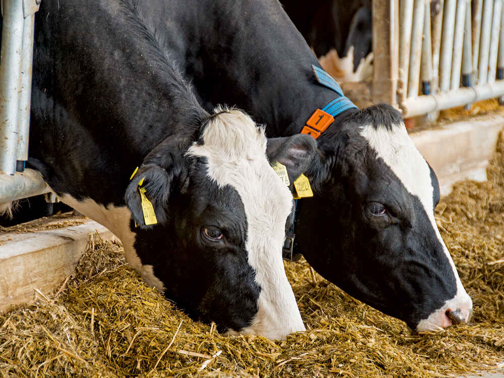 Kühe beim Fressen Kühe beim Fressen