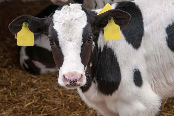 Kalb
