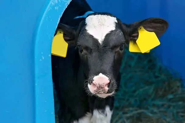 Kalb im Kälberiglu